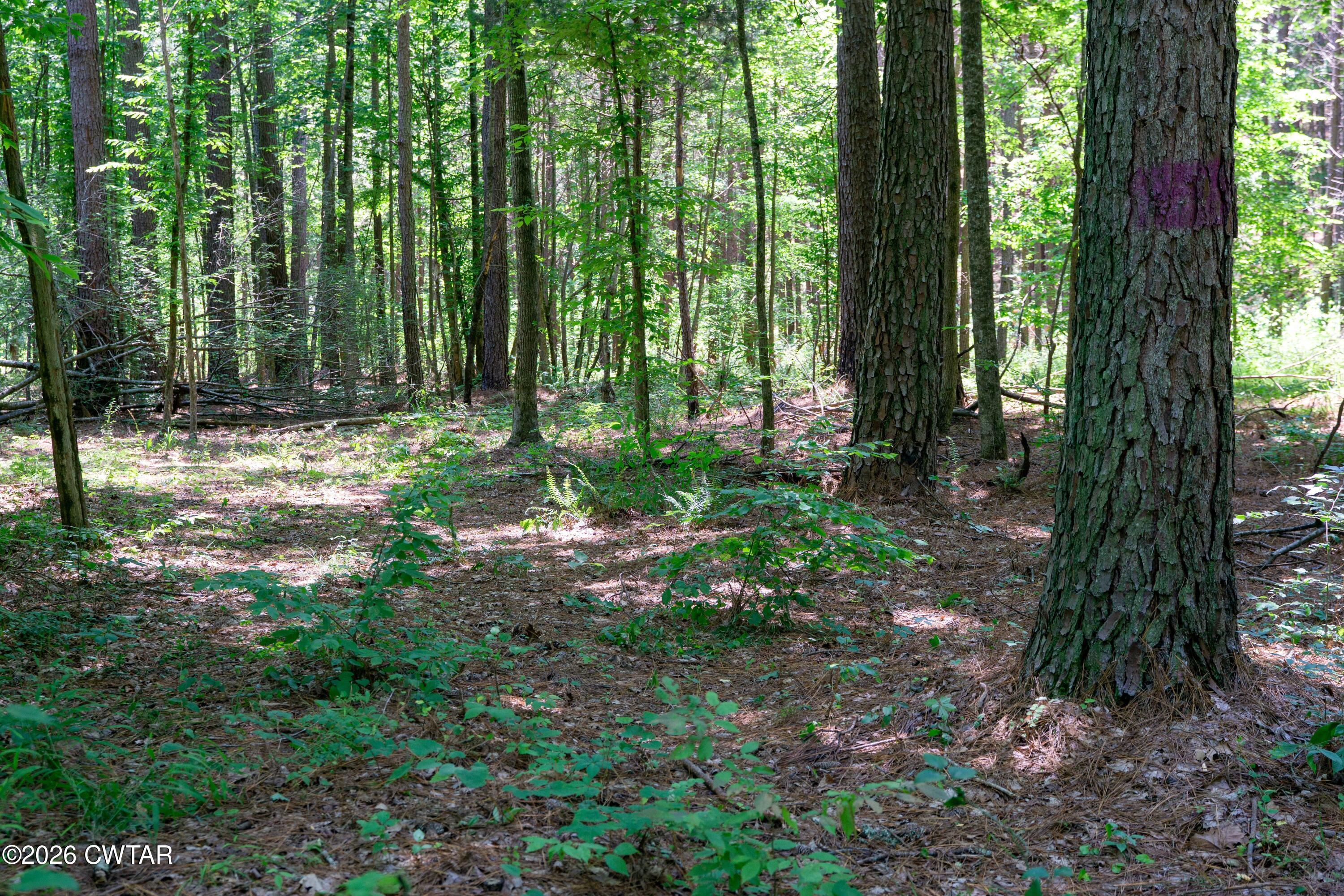 0 Walter Mills Road Sugar Tree, TN 38380 - Photo 8 of 15 560R