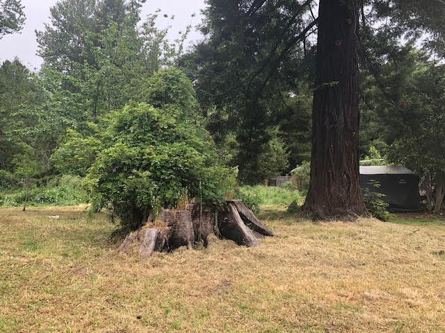 503 North Road Scotia, CA 95565 - Photo 22 of 25 Backyard