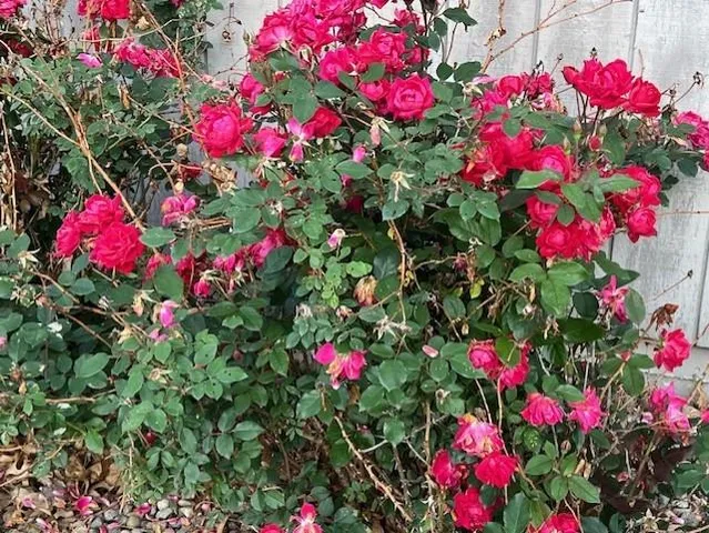 $434,900 | 310 South 14th Street, Savannah, MO 64485