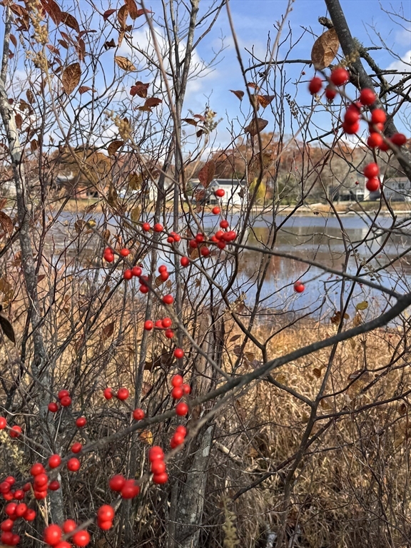 0 Tickle Road Westport, MA 02790 - Photo 12 of 15 a picture of flowers