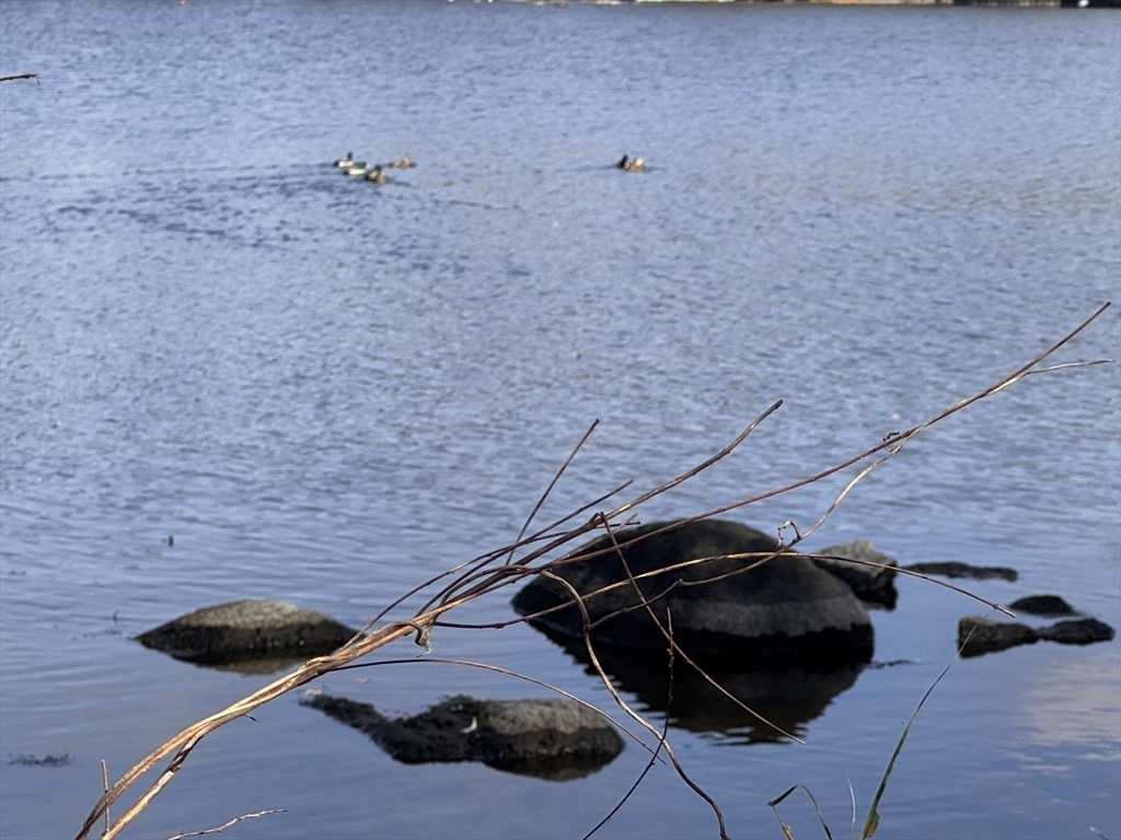 0 Tickle Road Westport, MA 02790 - Photo 14 of 15 a close view of a stove