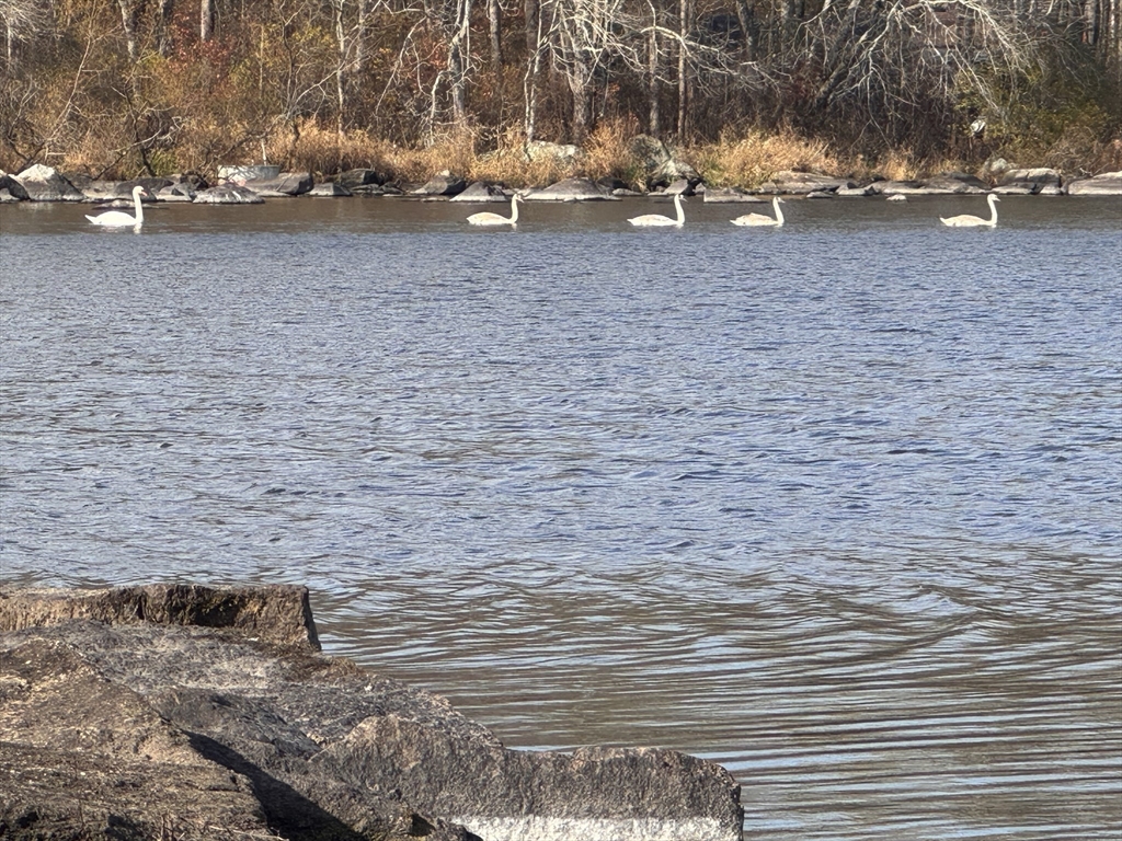0 Tickle Road Westport, MA 02790 - Photo 15 of 15 a view of a yard with wooden fence