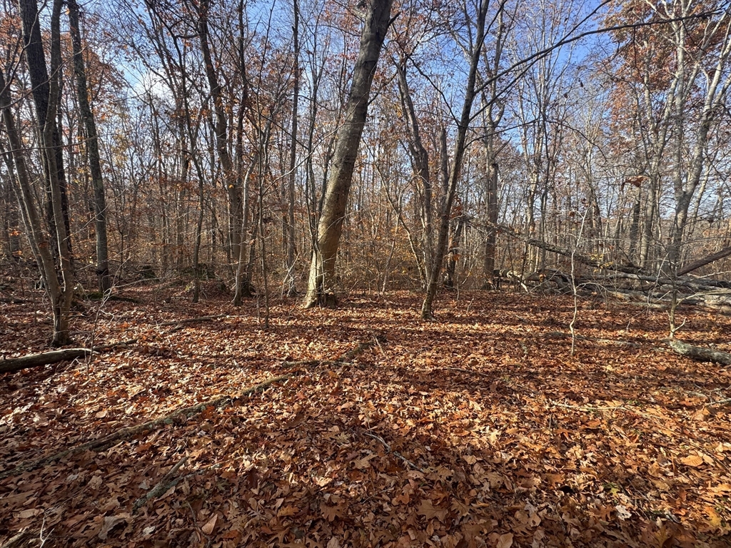 0 Tickle Road Westport, MA 02790 - Photo 4 of 15 a view of outdoor space with large trees