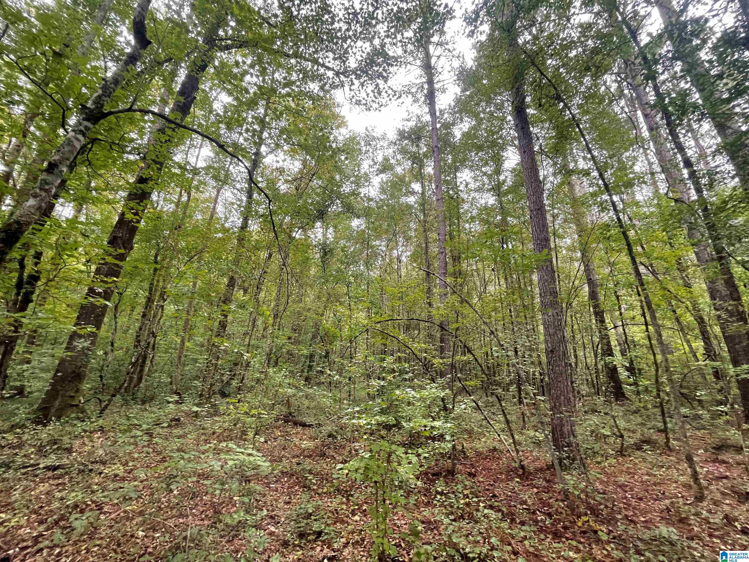15 County Road, Unit 80 Wadley, AL 36276 - Photo 5 of 6