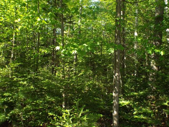 Lake Lot Lake Road Deerbrook, WI 54424 - Photo 11 of 13 Gallery Image 11