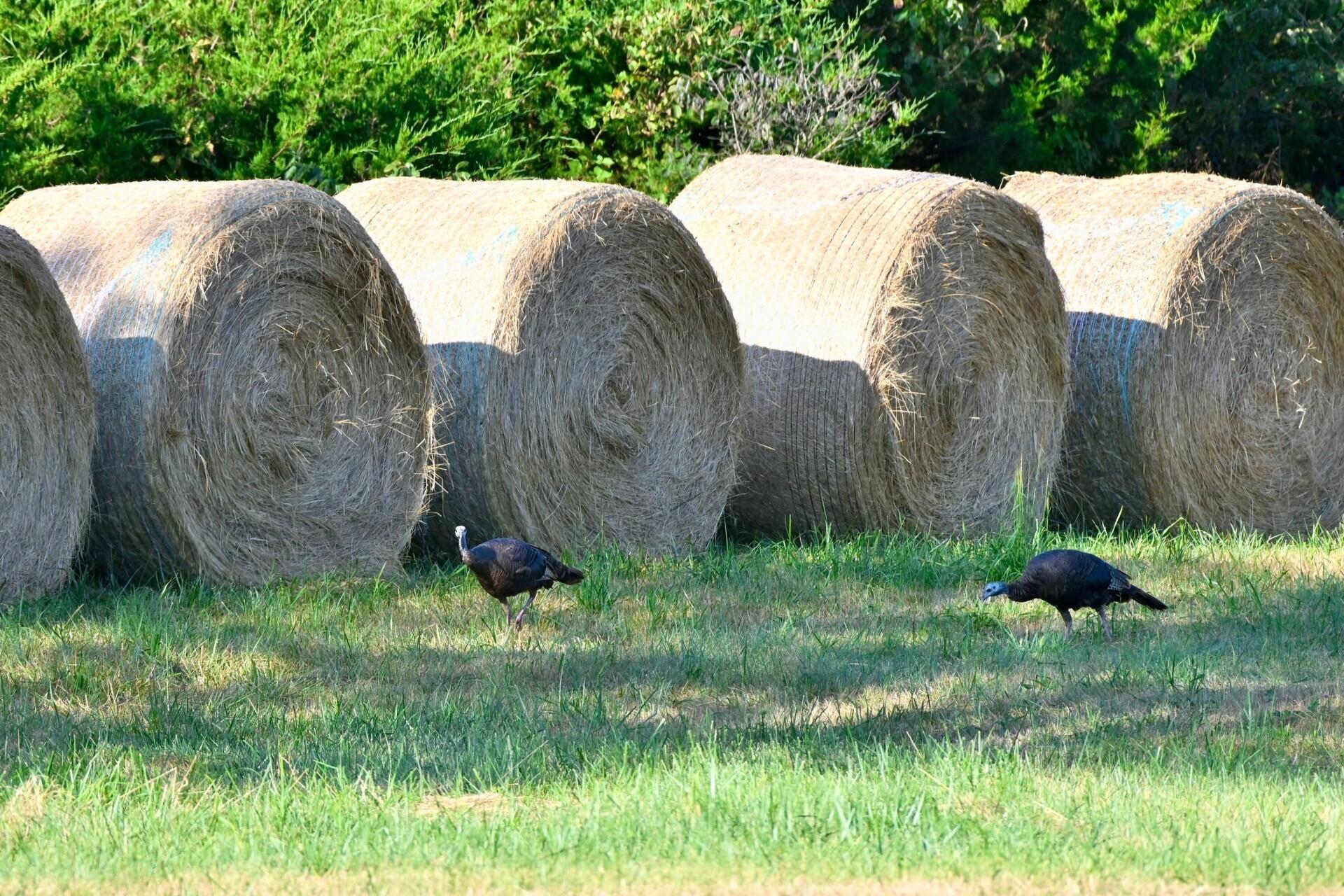 3989 South 70th Road Dunnegan, MO 65640 - Photo 52 of 53 95 bales of hay cut in 2025