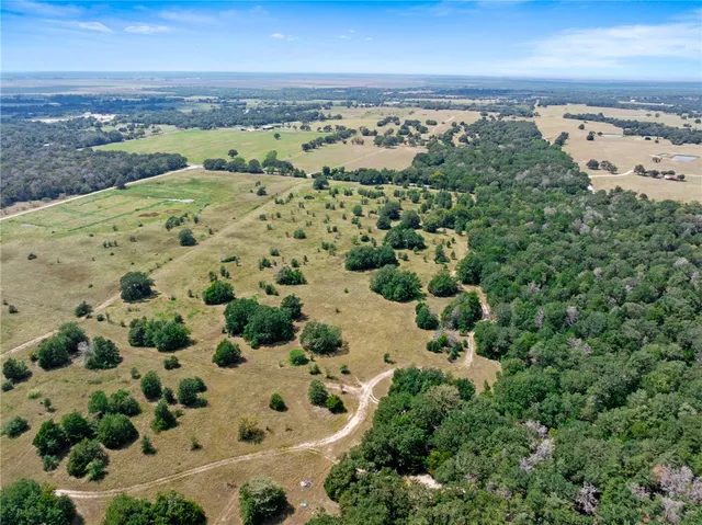a view of a forest with a tree