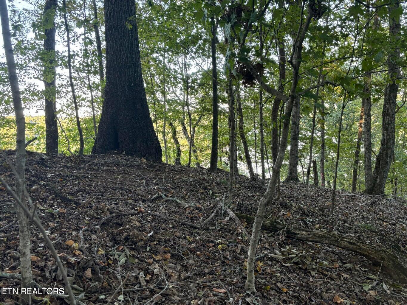 2050 Jones Bend Road Louisville, TN 37777 - Photo 23 of 42 20241008200543513238000000-o