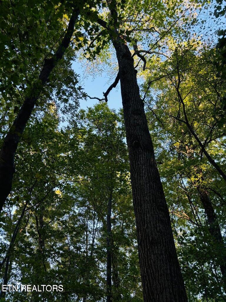 2050 Jones Bend Road Louisville, TN 37777 - Photo 27 of 42 20241008200604739614000000-o