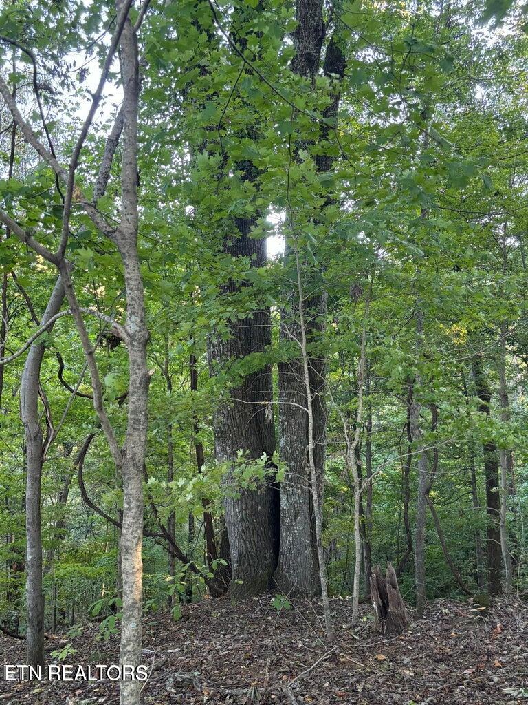 2050 Jones Bend Road Louisville, TN 37777 - Photo 33 of 42 20241008200659114615000000-o