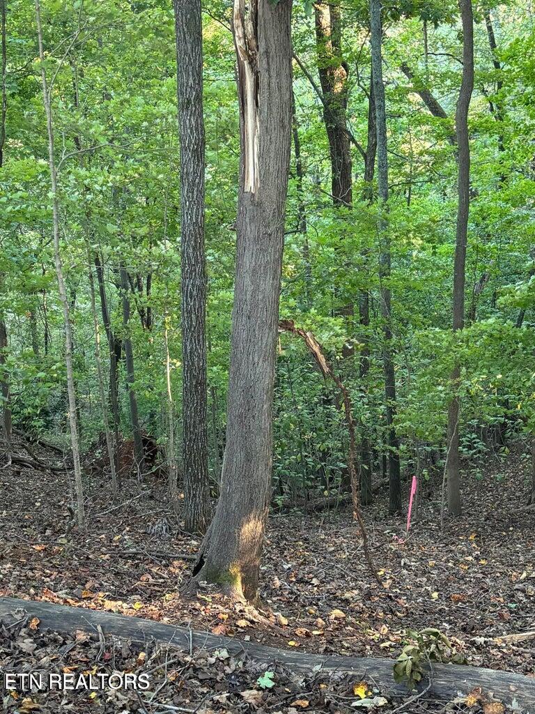2050 Jones Bend Road Louisville, TN 37777 - Photo 38 of 42 20241008200743560414000000-o