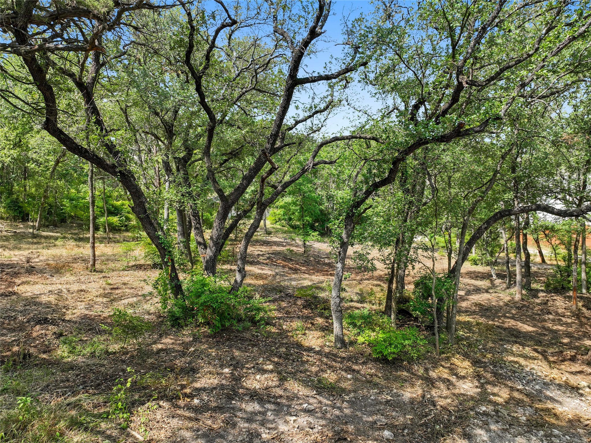 1801 Lightsey Road Austin, TX 78704 - Photo 6 of 12 a view of backyard with green space