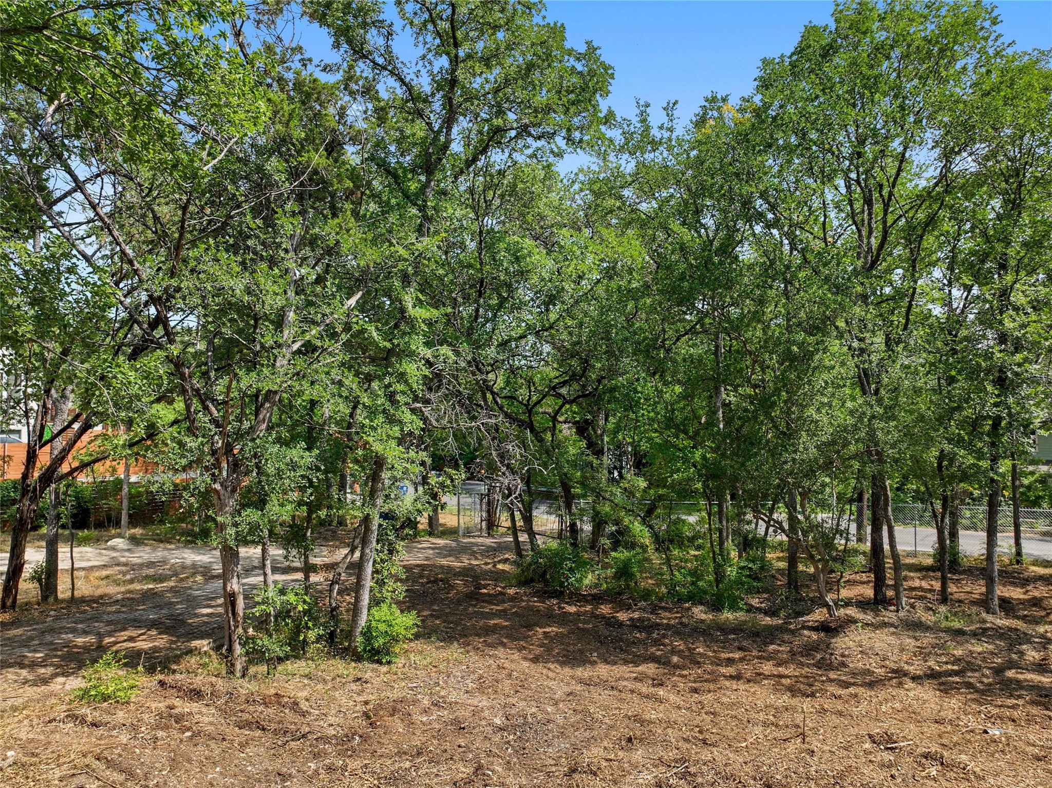 1801 Lightsey Road Austin, TX 78704 - Photo 9 of 12 a view of a yard with plants and trees