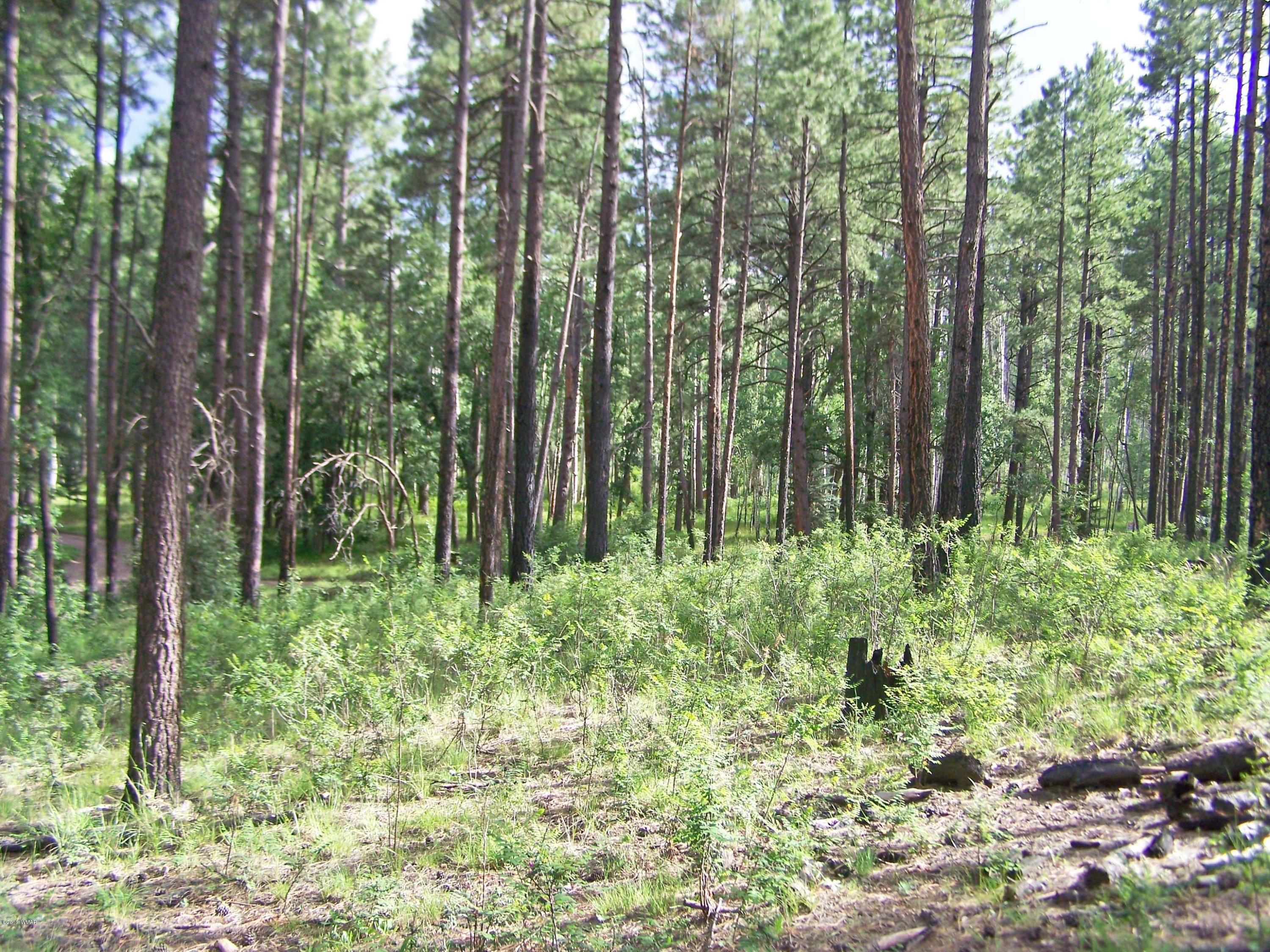 9 County Road Alpine, AZ 85920 - Photo 2 of 9