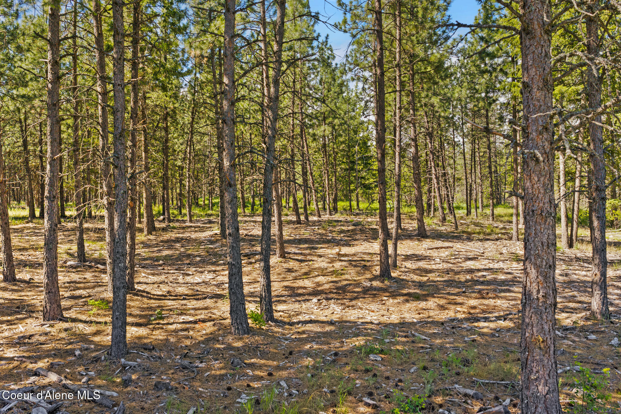 Nka East Rookery Road Hayden, ID 83835 - Photo 19 of 25 Wooded