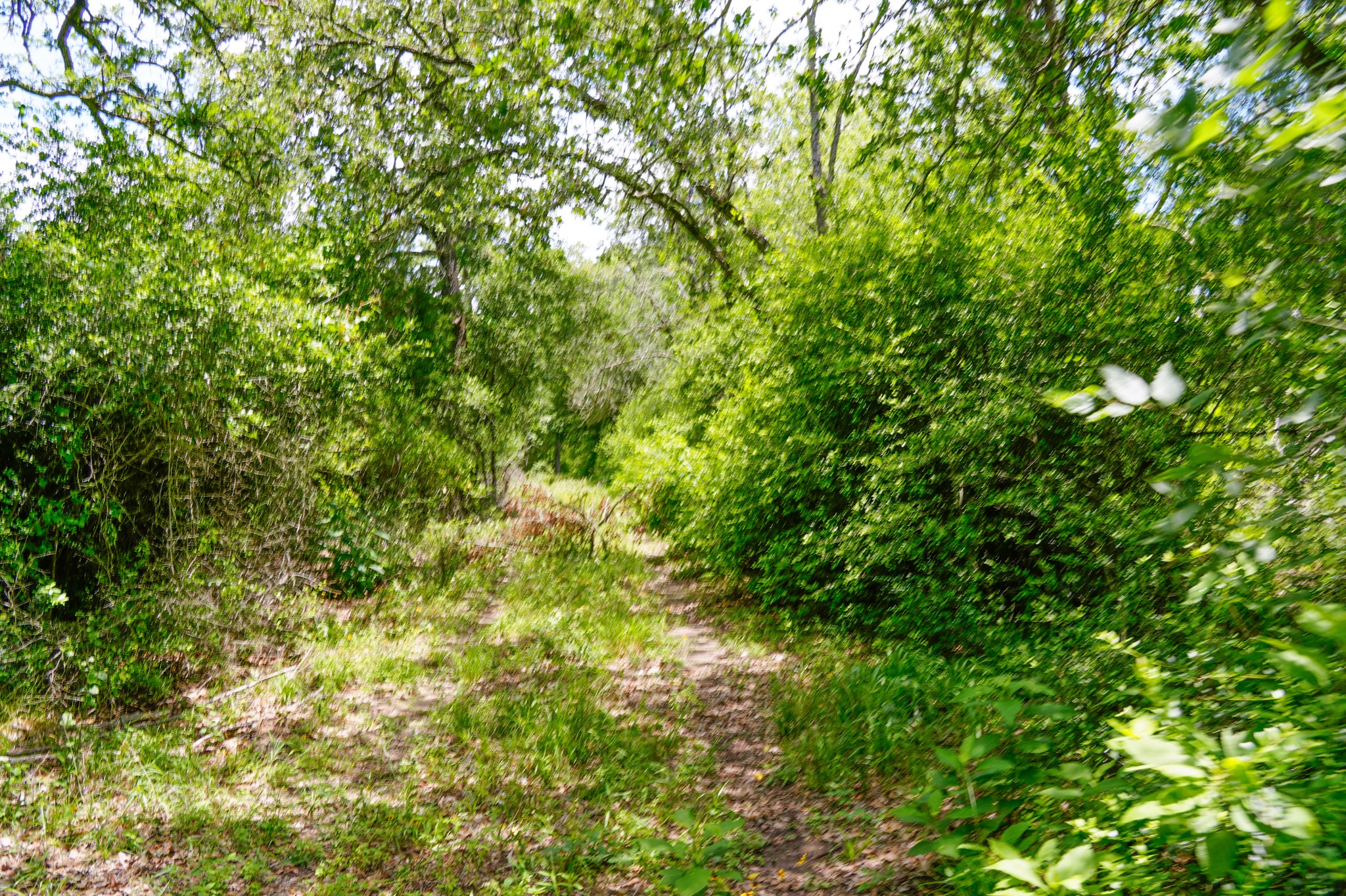3233 Farm To Market 3233 Road La Grange, TX 78945 - Photo 8 of 18 View of nature