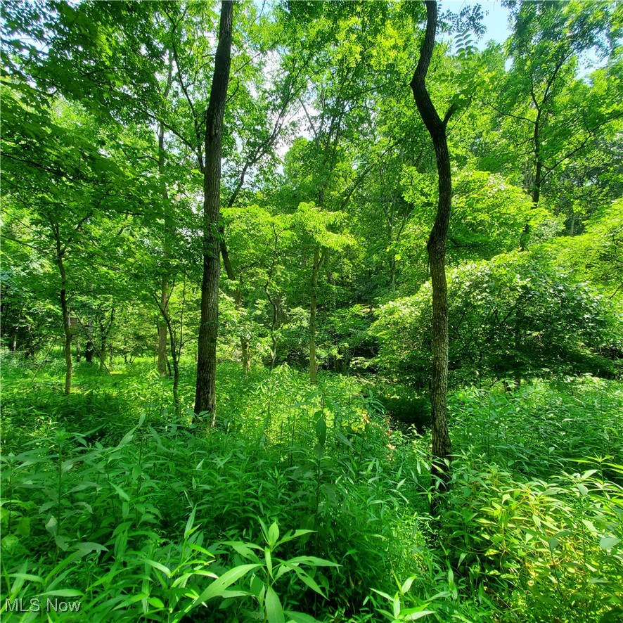 22 County Rt Street St. Marys, WV 26170 - Photo 26 of 27 View of wooded area
