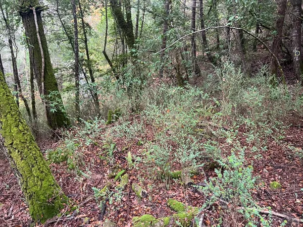 a view of a forest with a tree