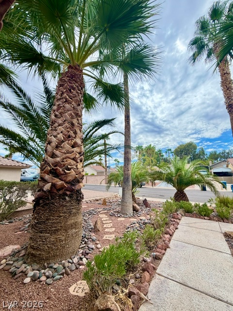 804 Rancho Coast Way Henderson, NV 89002 - Photo 3 of 20 Towering palm trees rise from meticulously detailed desert landscaping bordering a paved walkway.