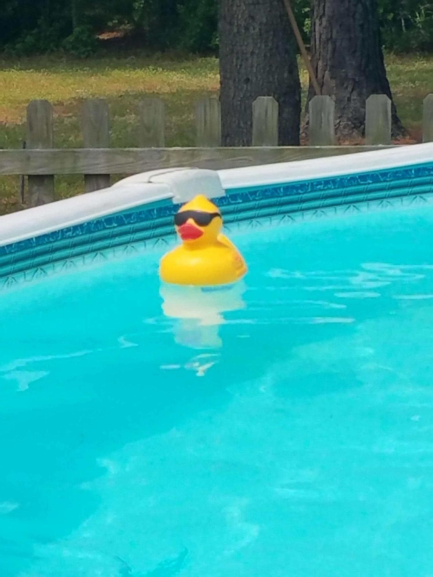 1234 County Line Road Cross, SC 29436 - Photo 36 of 36 Duck swimming