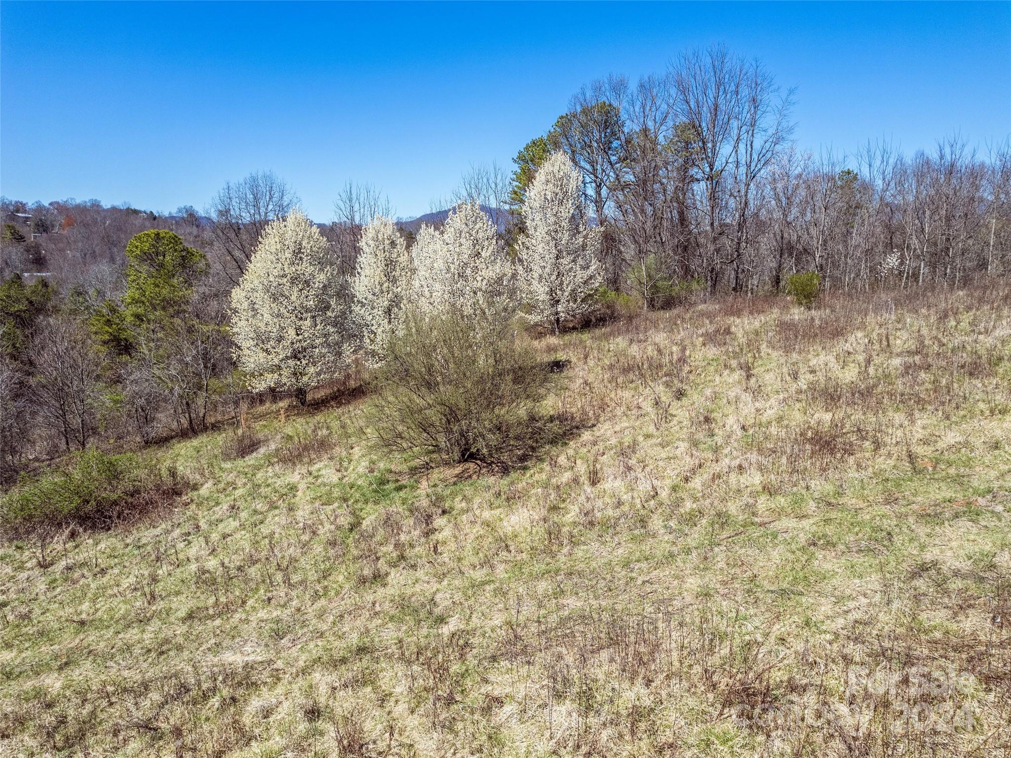 0 Israel Road Canton, NC 28716 - Photo 8 of 13 a view of a dry yard with trees