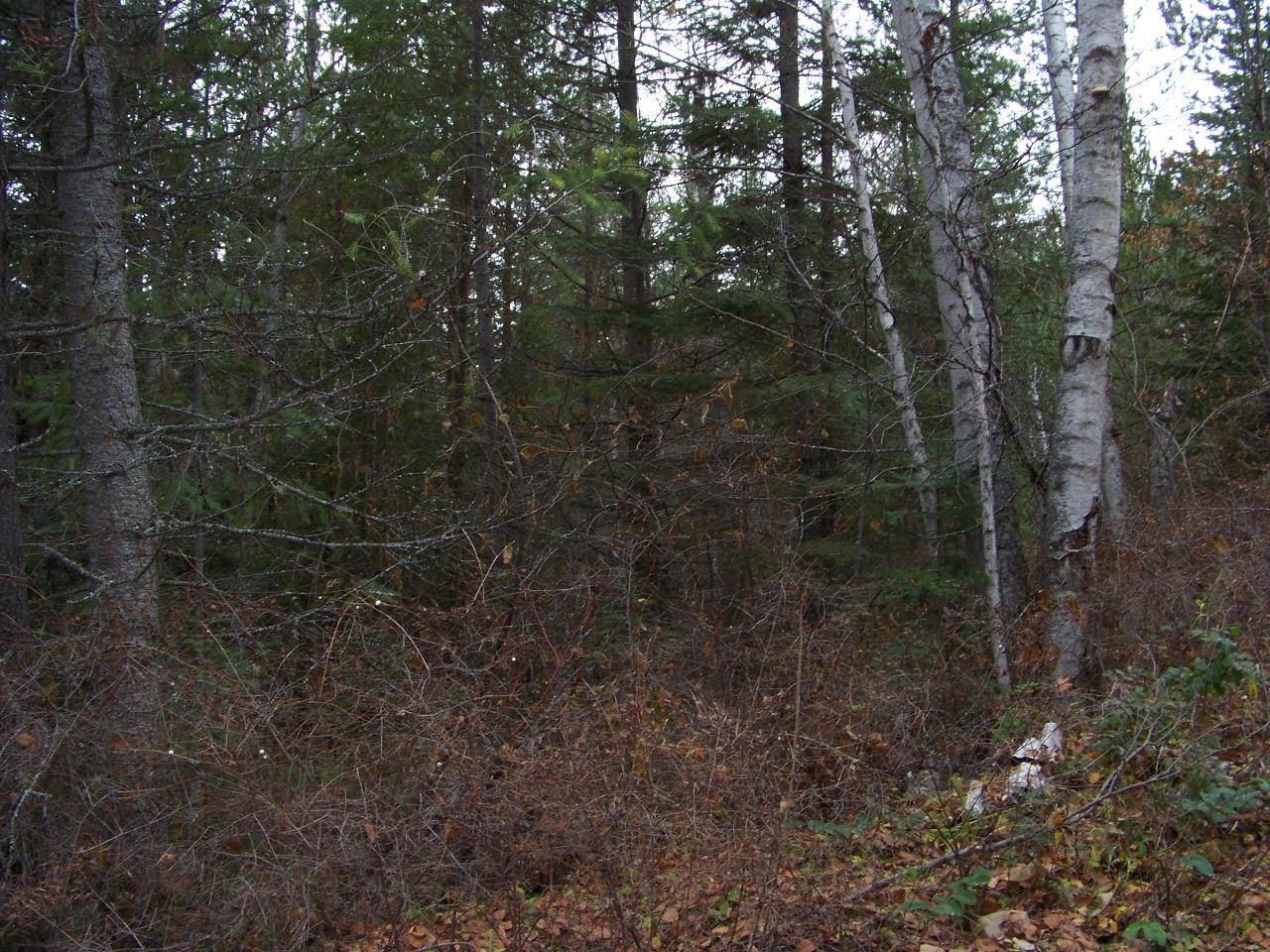 Lot 10 Greenhouse Road Ione, WA 99139 - Photo 7 of 10 Gallery Image 7