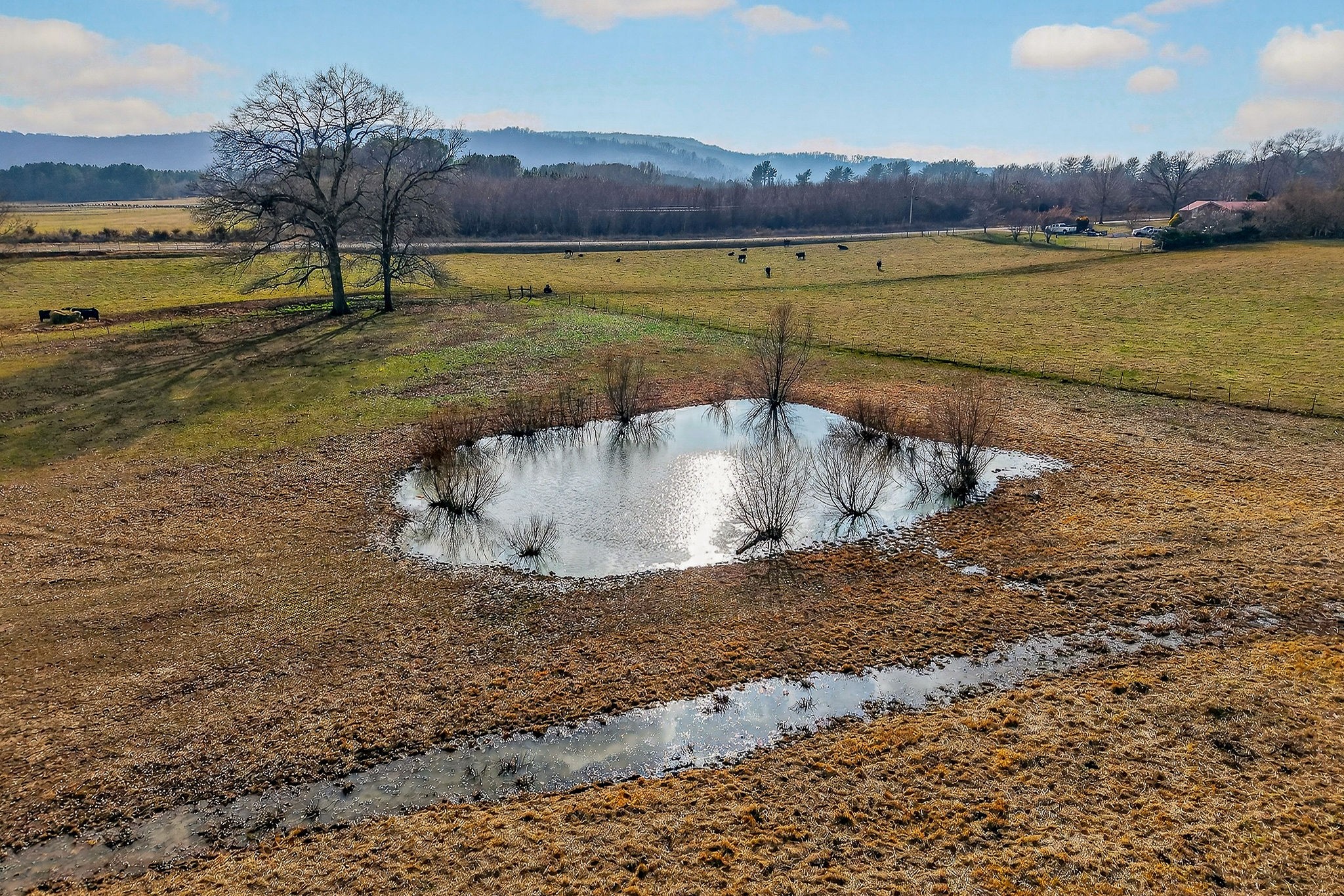 1680 Harrison Ferry Road McMinnville, TN 37110 - Photo 25 of 53 a view of a pool with a yard and large trees