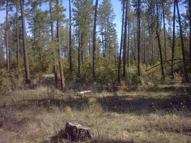4330 Cemetery Road Springdale, WA 99173 - Photo 1 of 9