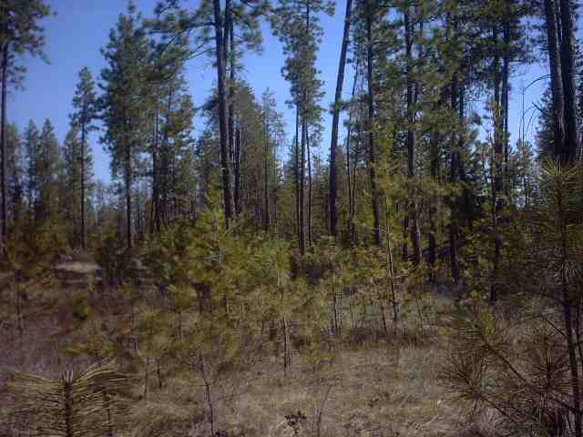 4330 Cemetery Road Springdale, WA 99173 - Photo 2 of 9
