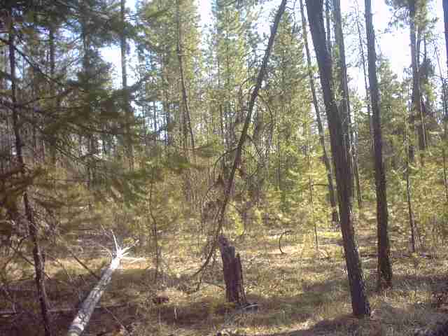 4330 Cemetery Road Springdale, WA 99173 - Photo 3 of 9
