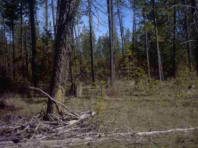 4330 Cemetery Road Springdale, WA 99173 - Photo 5 of 9