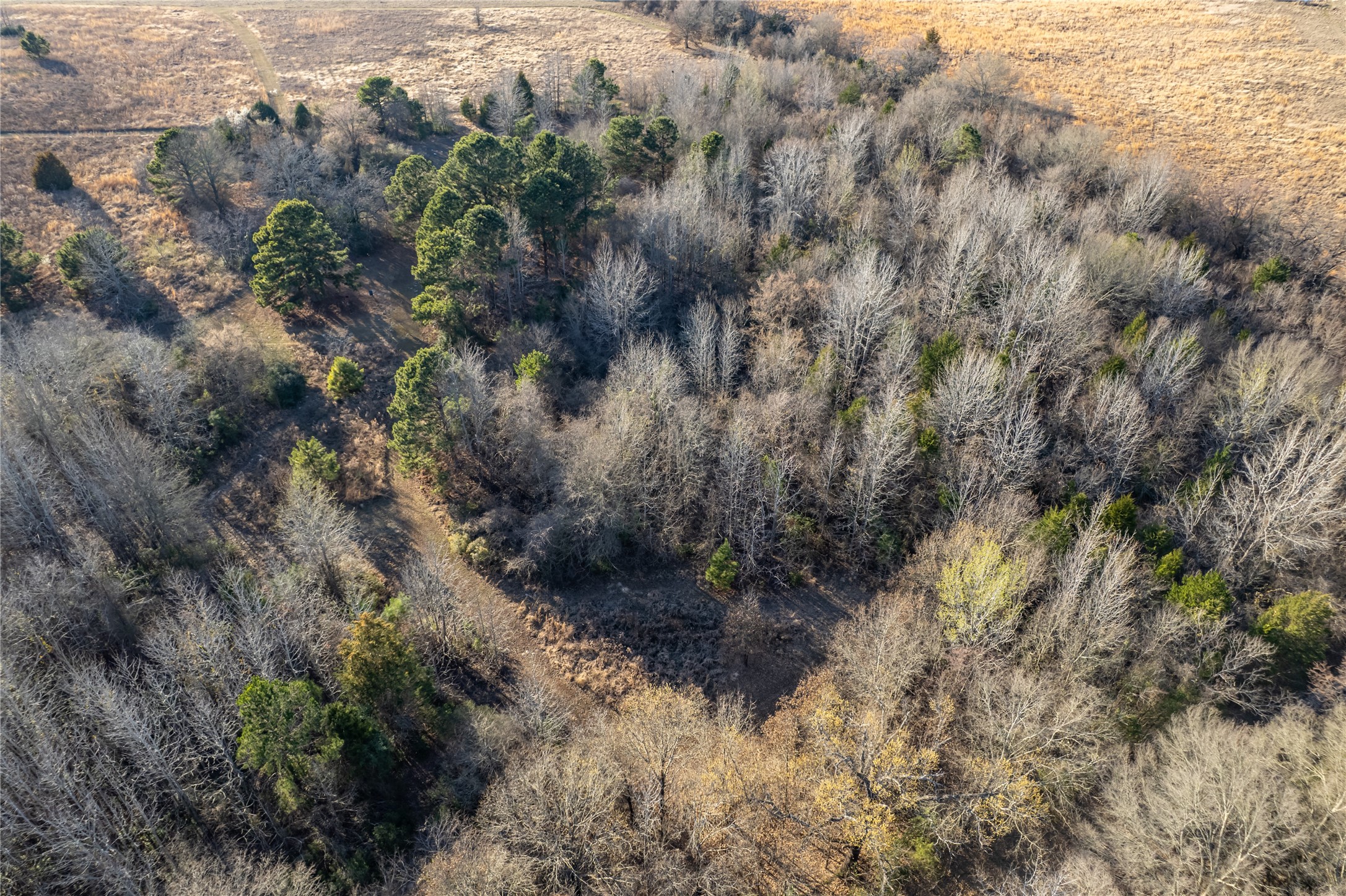 6751 County Road 4710 Larue, TX 75770 - Photo 46 of 47 a view of a forest with a tree