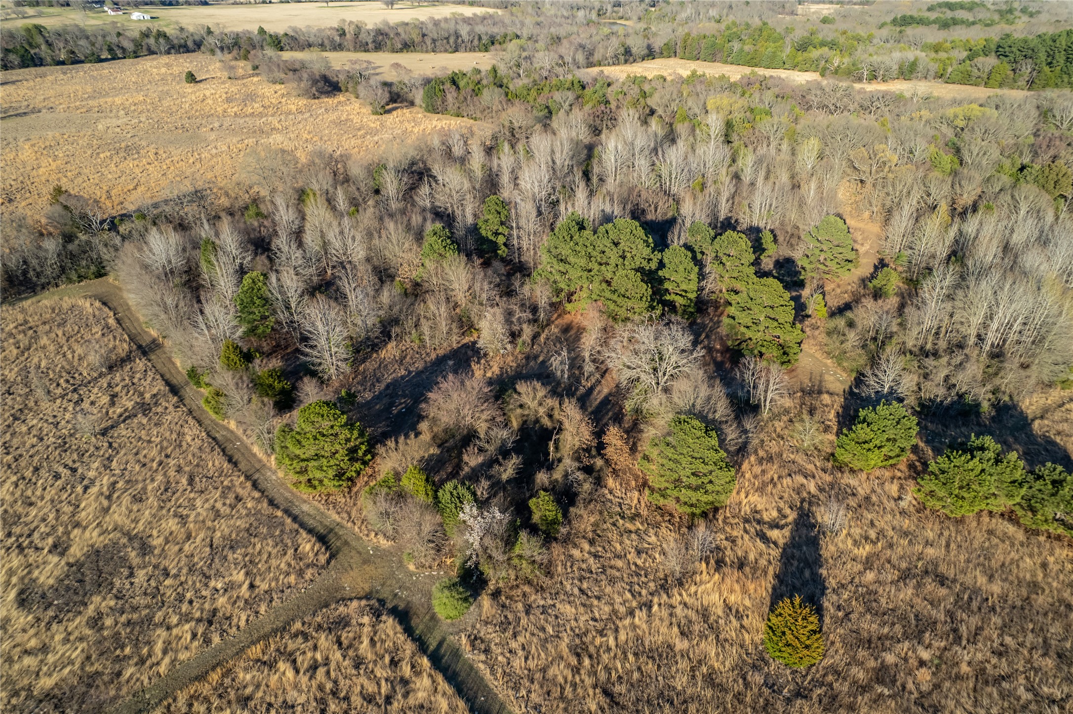 6751 County Road 4710 Larue, TX 75770 - Photo 47 of 47 a close up of a plant in a garden