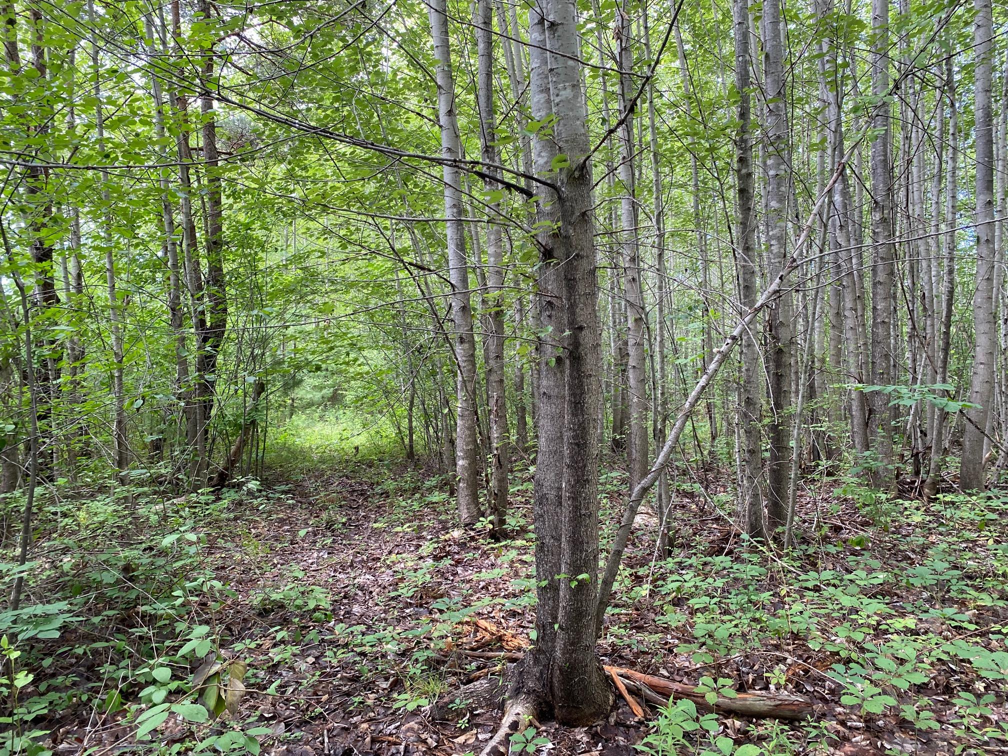 27.38-acre Huston Road Gorham, ME 04038 - Photo 5 of 6 IMG_3408