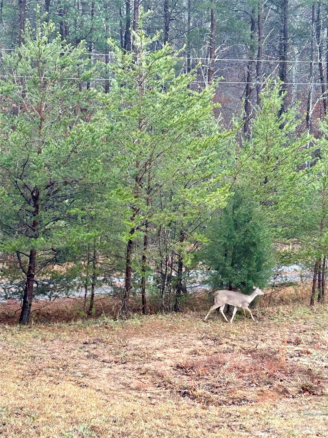 282 Calhoun Trail Rutherfordton, NC 28139 - Photo 42 of 45