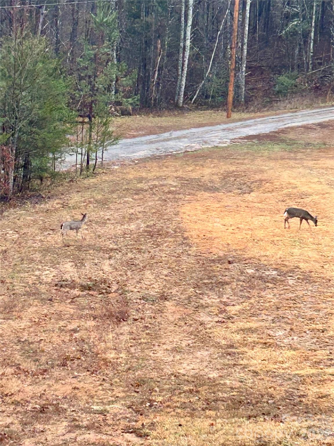 282 Calhoun Trail Rutherfordton, NC 28139 - Photo 43 of 45