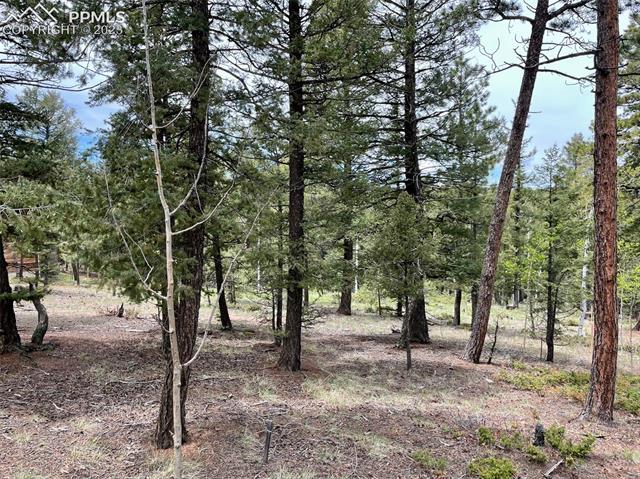 595 Ridge Road Divide, CO 80814 - Photo 8 of 12 Gallery Image 8