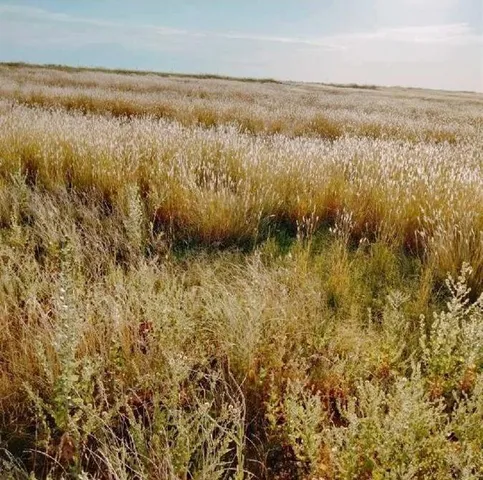 $55,000 | 17024 North County Road 1000, Shallowater, TX 79363