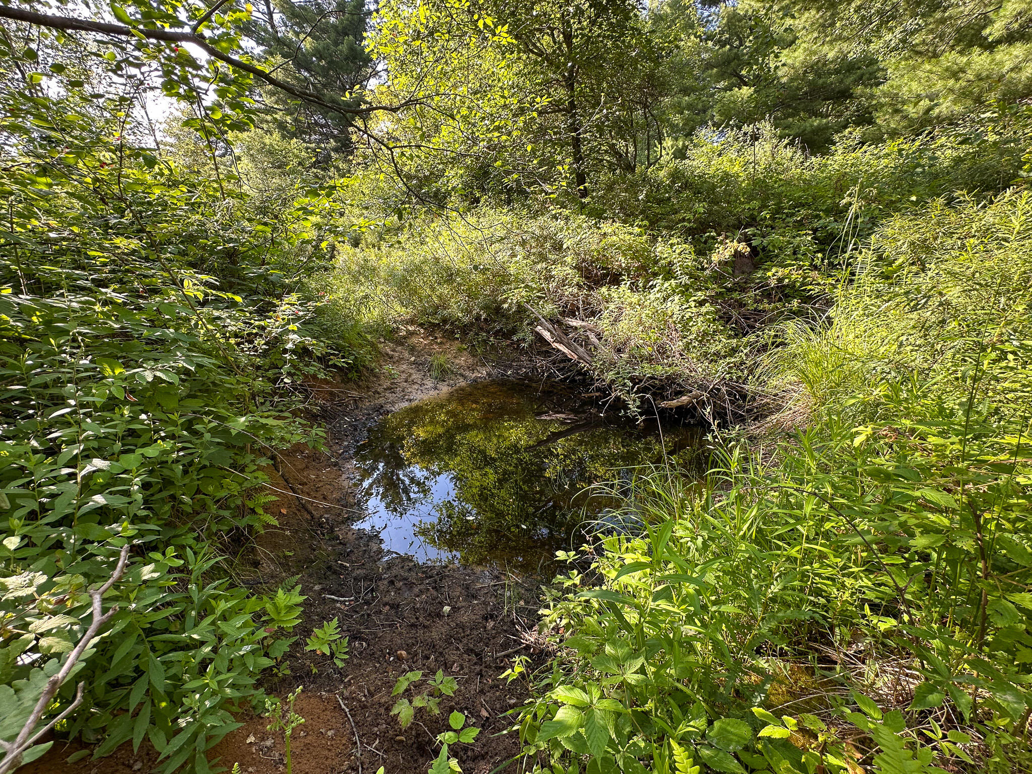 17219 7 Mile Road Reed City, MI 49677 - Photo 40 of 68 Pond