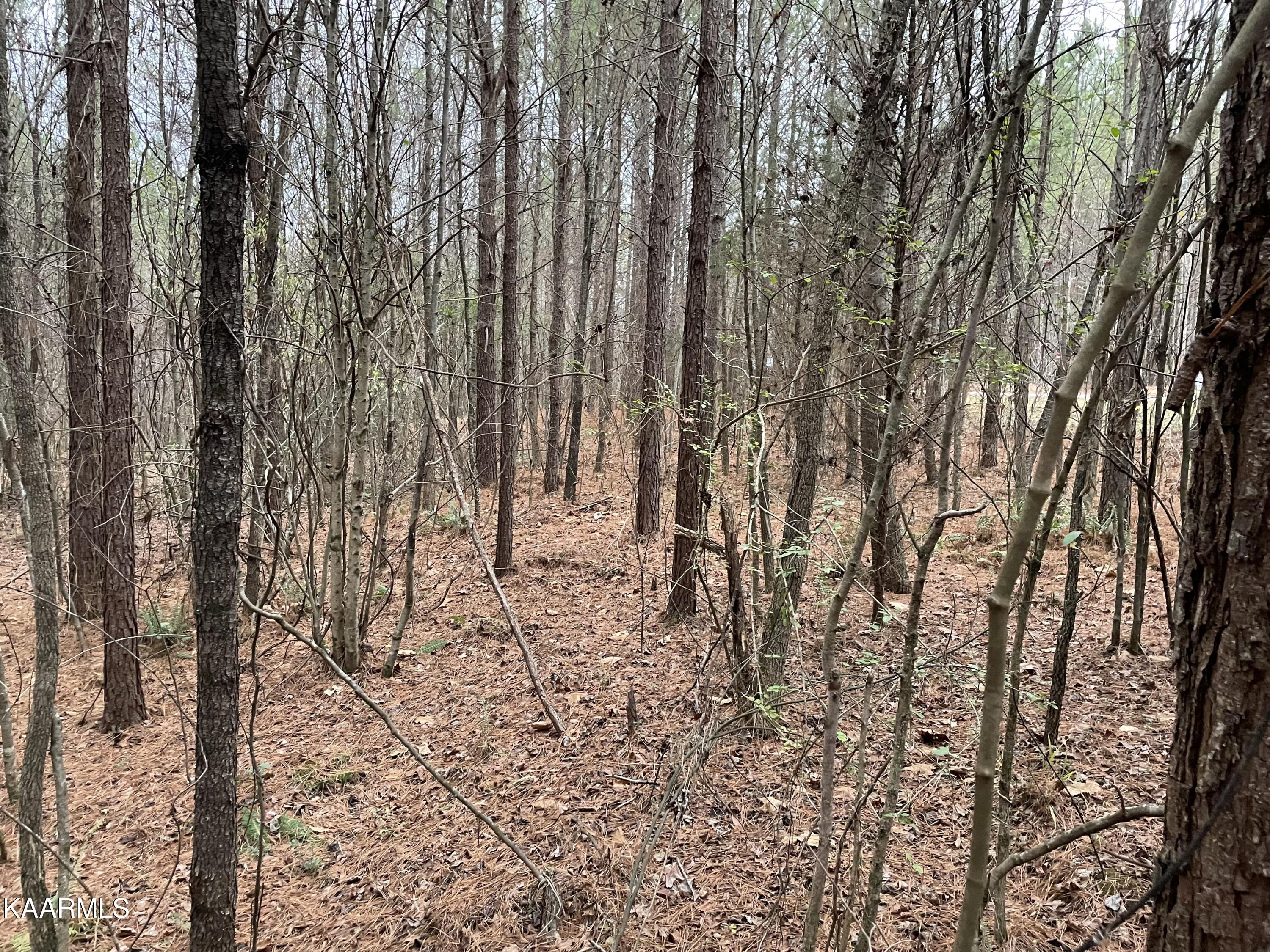 947 Rayl Hollow Road Decatur, TN 37322 - Photo 11 of 55 037AC759-E61A-4C46-8A1D-618F000664A0