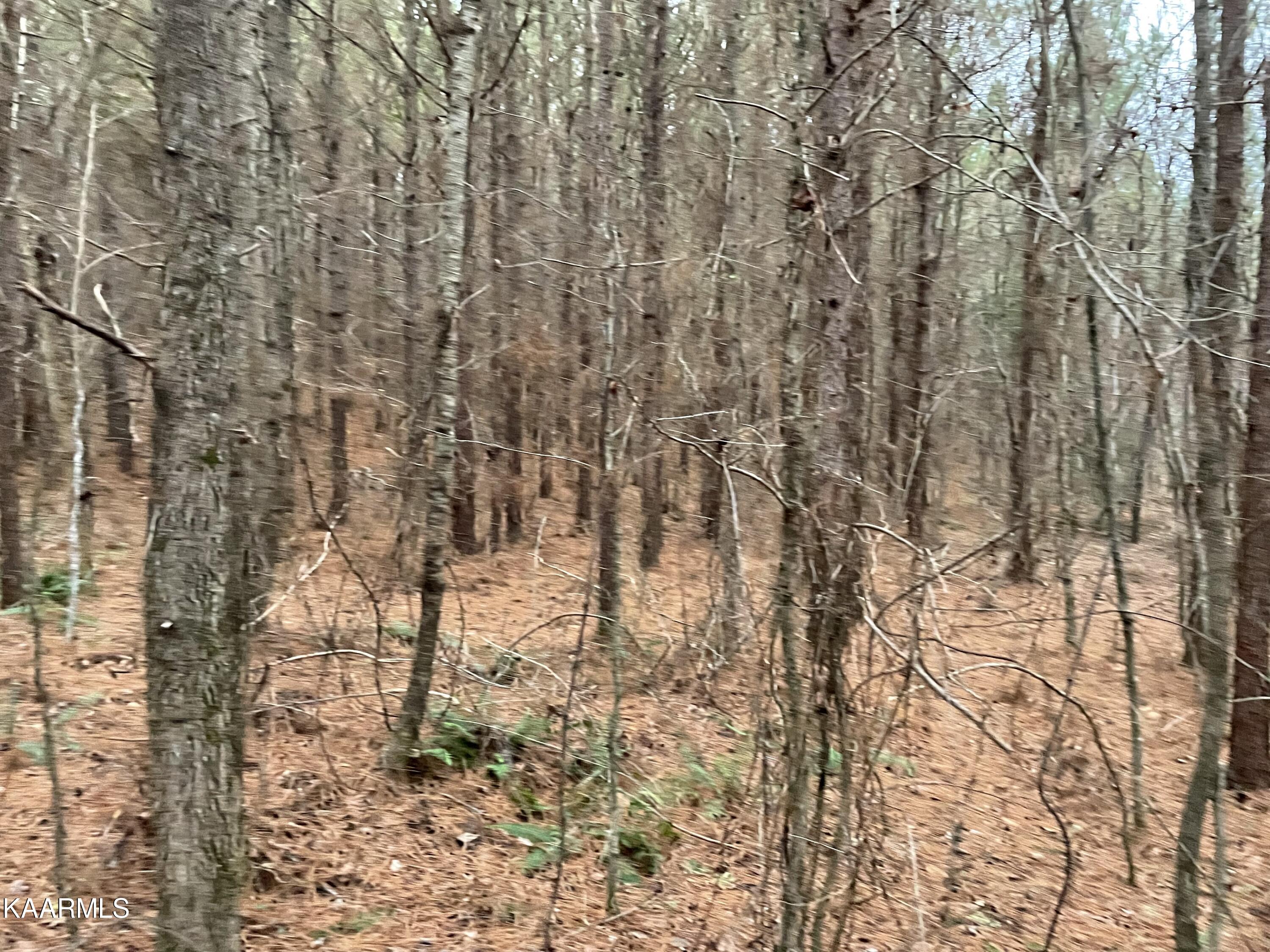 947 Rayl Hollow Road Decatur, TN 37322 - Photo 12 of 55 1C3E5021-F3BA-4D19-A3B3-D9BB99BF2E1C
