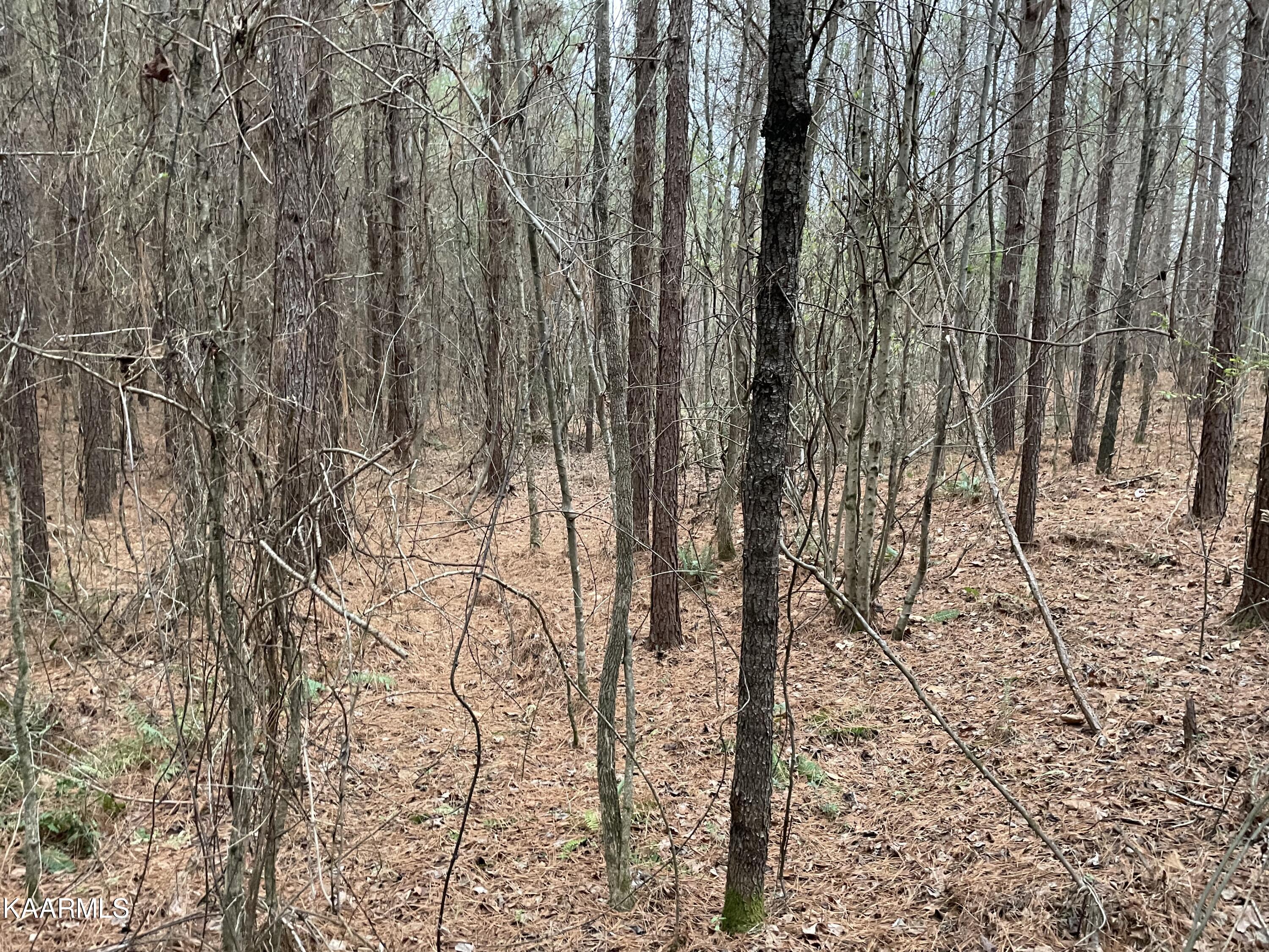 947 Rayl Hollow Road Decatur, TN 37322 - Photo 13 of 55 20E253E9-DBB2-4D6B-8F43-CC45DEA2E012