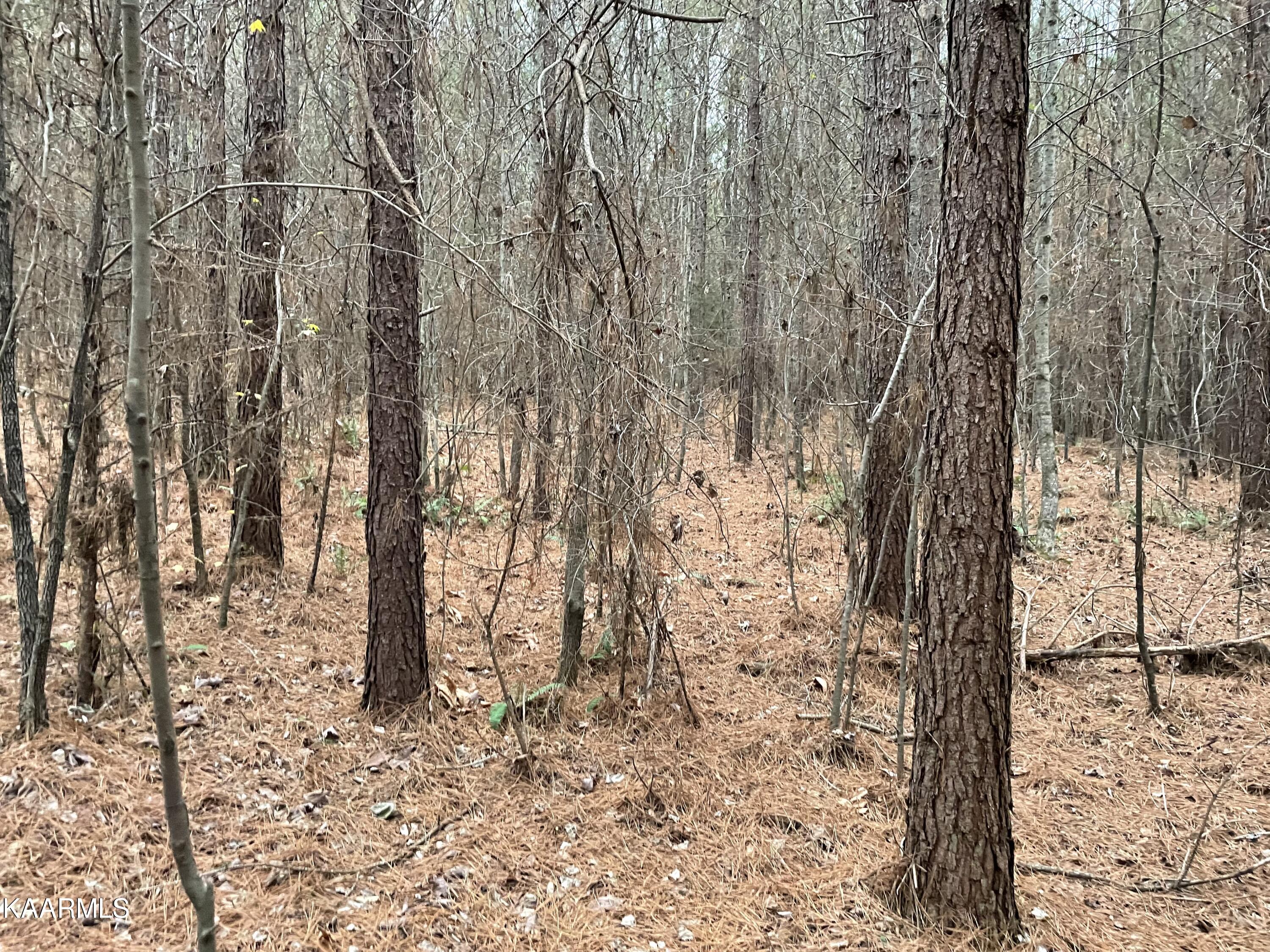 947 Rayl Hollow Road Decatur, TN 37322 - Photo 14 of 55 BFEBF508-4040-413F-A0B6-FF1E992034E2