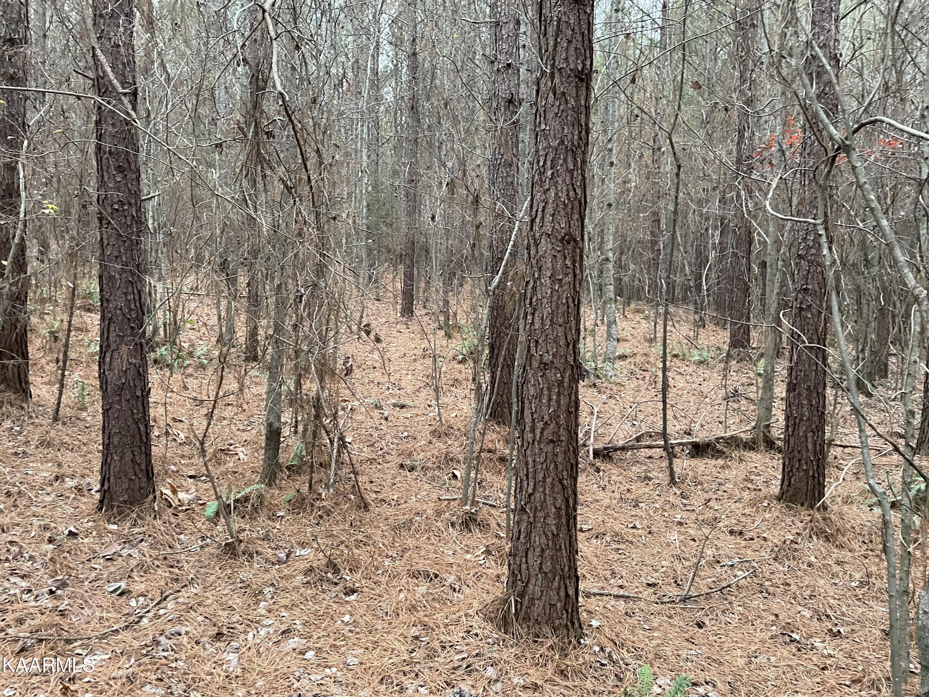 947 Rayl Hollow Road Decatur, TN 37322 - Photo 15 of 55 CDD577BE-4F53-4E88-8062-DAA6543D7CC4