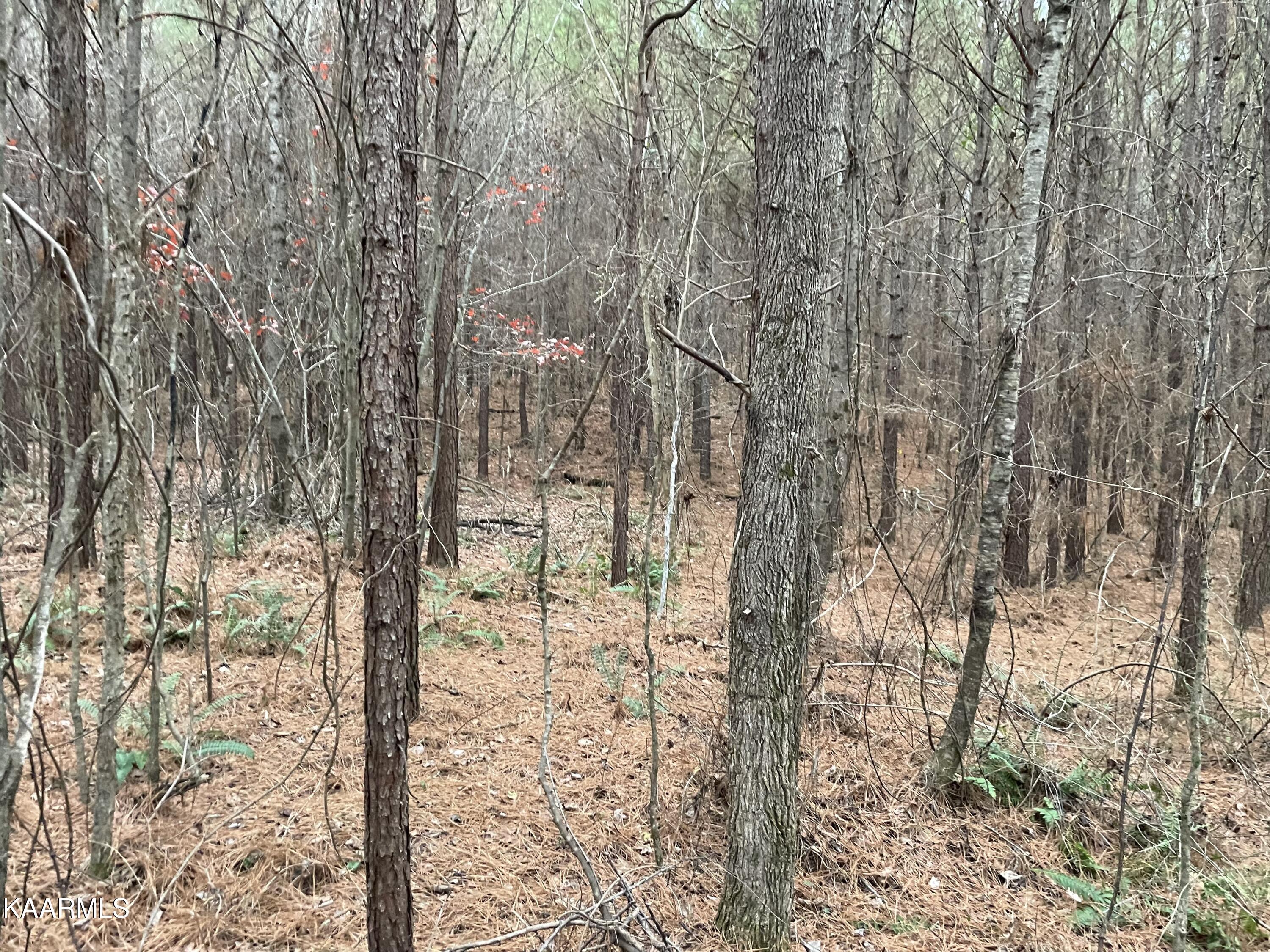 947 Rayl Hollow Road Decatur, TN 37322 - Photo 16 of 55 A89934BE-A81F-4BD8-9038-6AC331357843