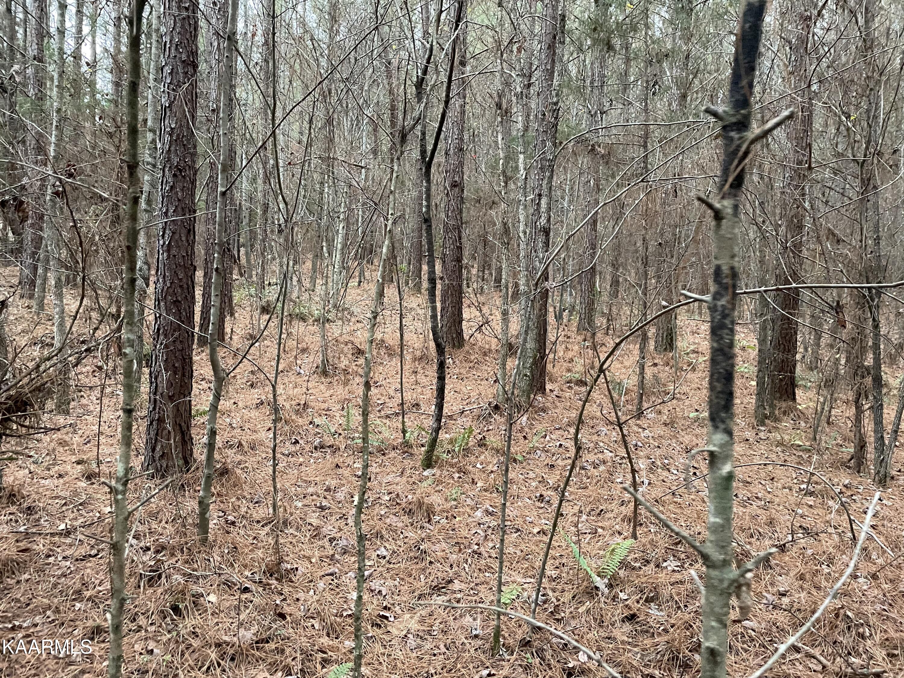 947 Rayl Hollow Road Decatur, TN 37322 - Photo 17 of 55 6FD20705-6928-49D7-8A35-D4F7862C0A24