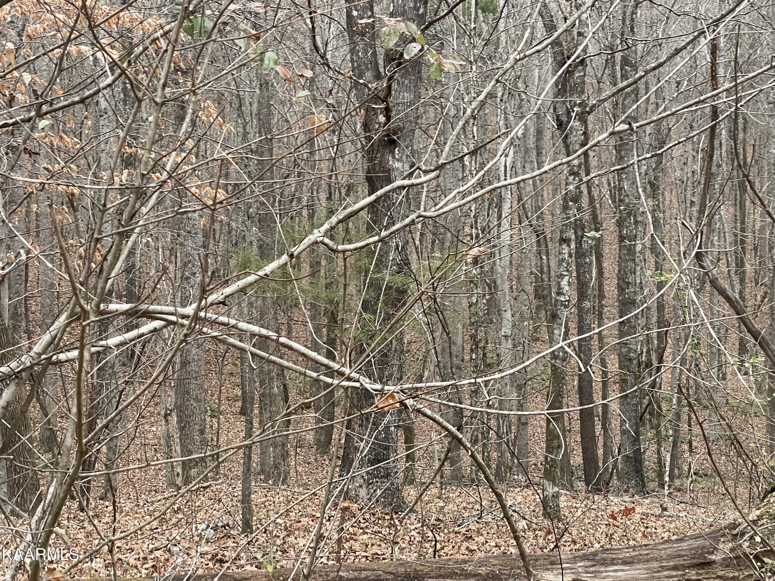 947 Rayl Hollow Road Decatur, TN 37322 - Photo 31 of 55 06B8ED8E-C0C4-4AE7-AD71-444274C3F929