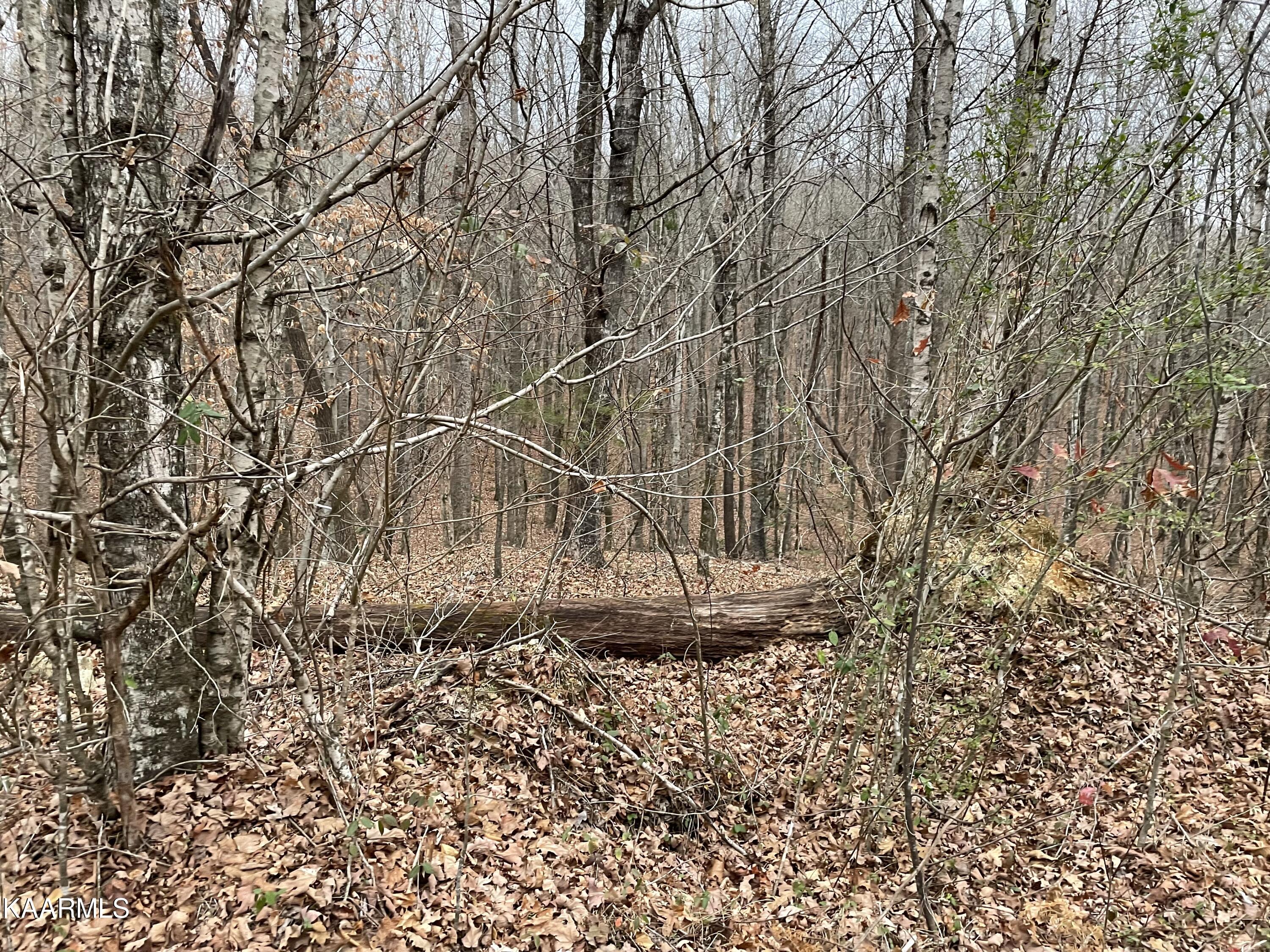 947 Rayl Hollow Road Decatur, TN 37322 - Photo 32 of 55 1AB2E698-5CE0-42AF-B341-ADAD9A38B091