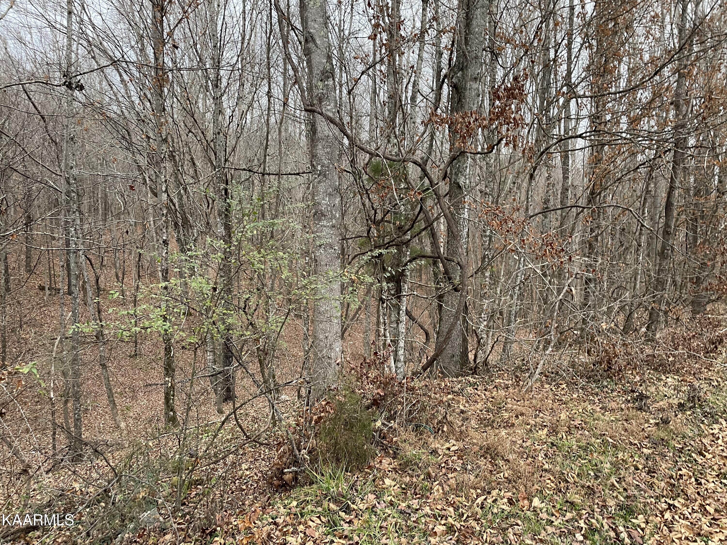 947 Rayl Hollow Road Decatur, TN 37322 - Photo 36 of 55 9D37A891-D277-4C21-BE32-8F125A6CBF5E