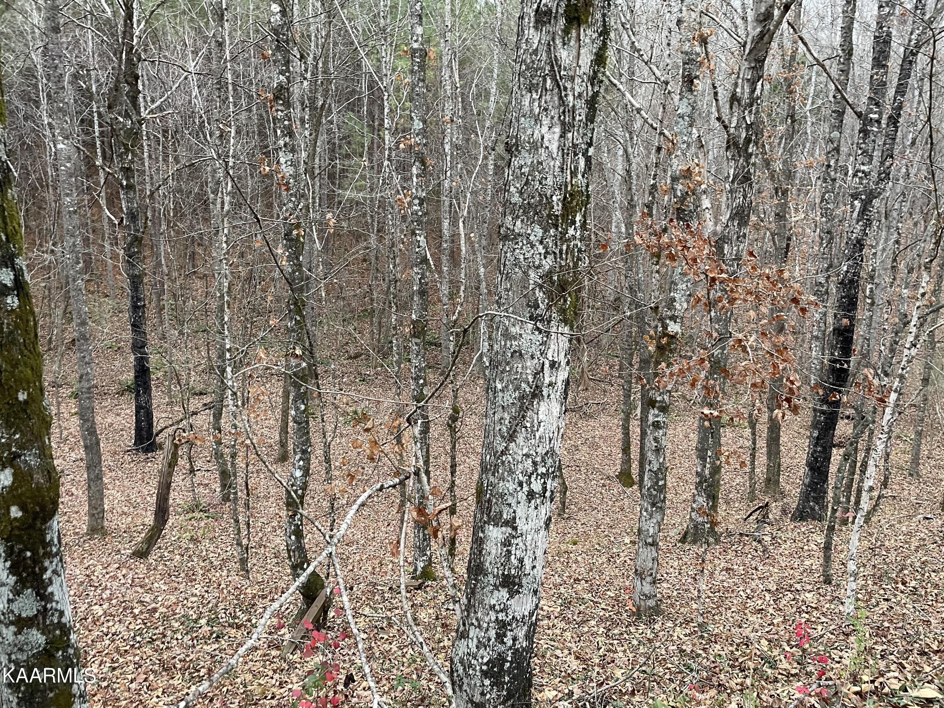 947 Rayl Hollow Road Decatur, TN 37322 - Photo 38 of 55 E1F1799A-A308-4549-AB1B-2EBA090E64DA